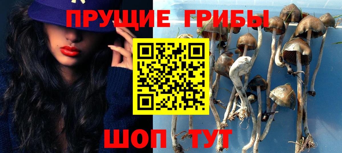 Новозыбков  Галлюциногенные грибы Psilocybe  Вход с VPN  Псилоцибиновые грибы Cubensis 